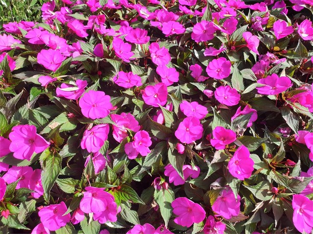 Impatiens Sumpatiens