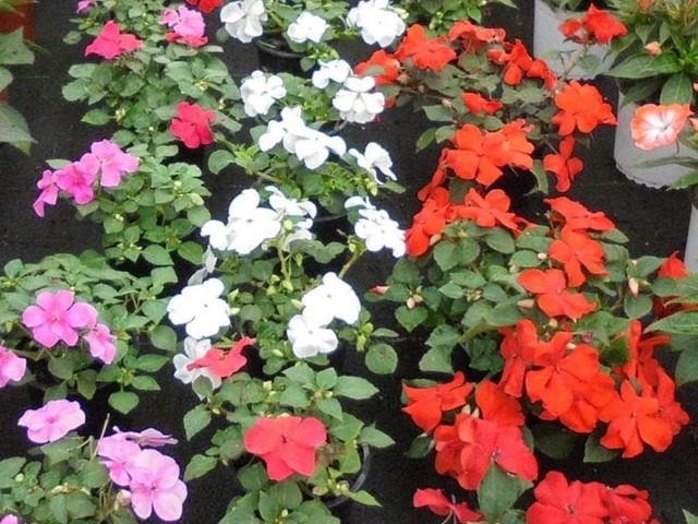 Impatiens Walleriana