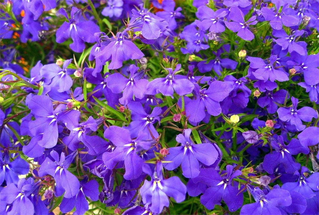 Foto 1 Lobelia