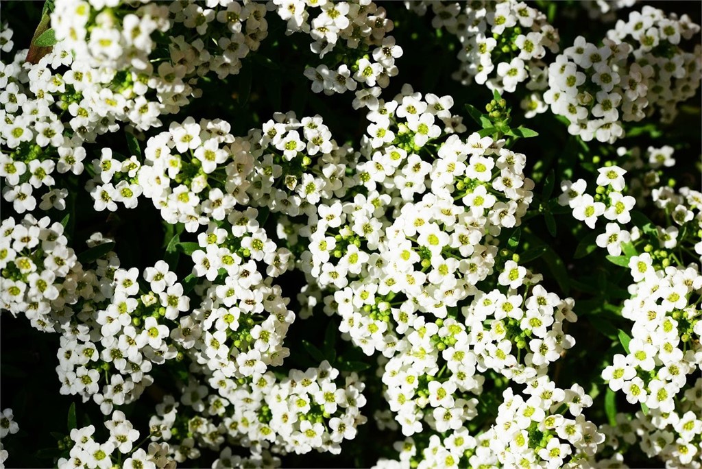 Foto 1 Lobularia