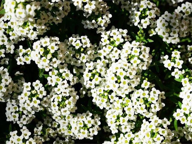 Lobularia