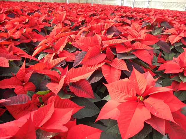 Poinsetia