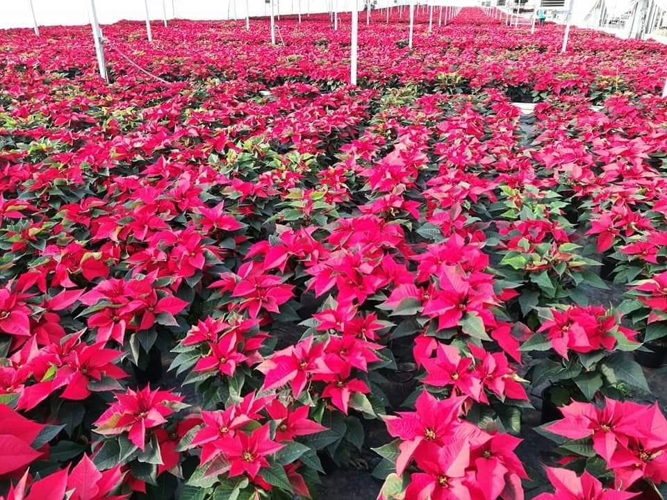 Foto 2 Poinsetia