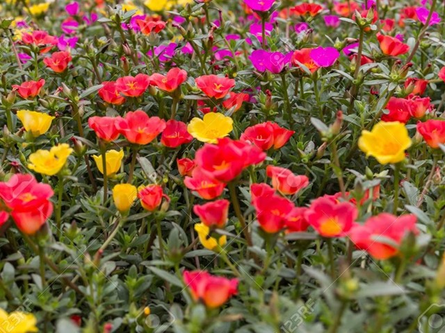 Portulaca