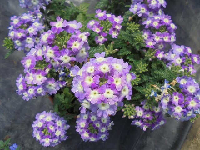 Verbena