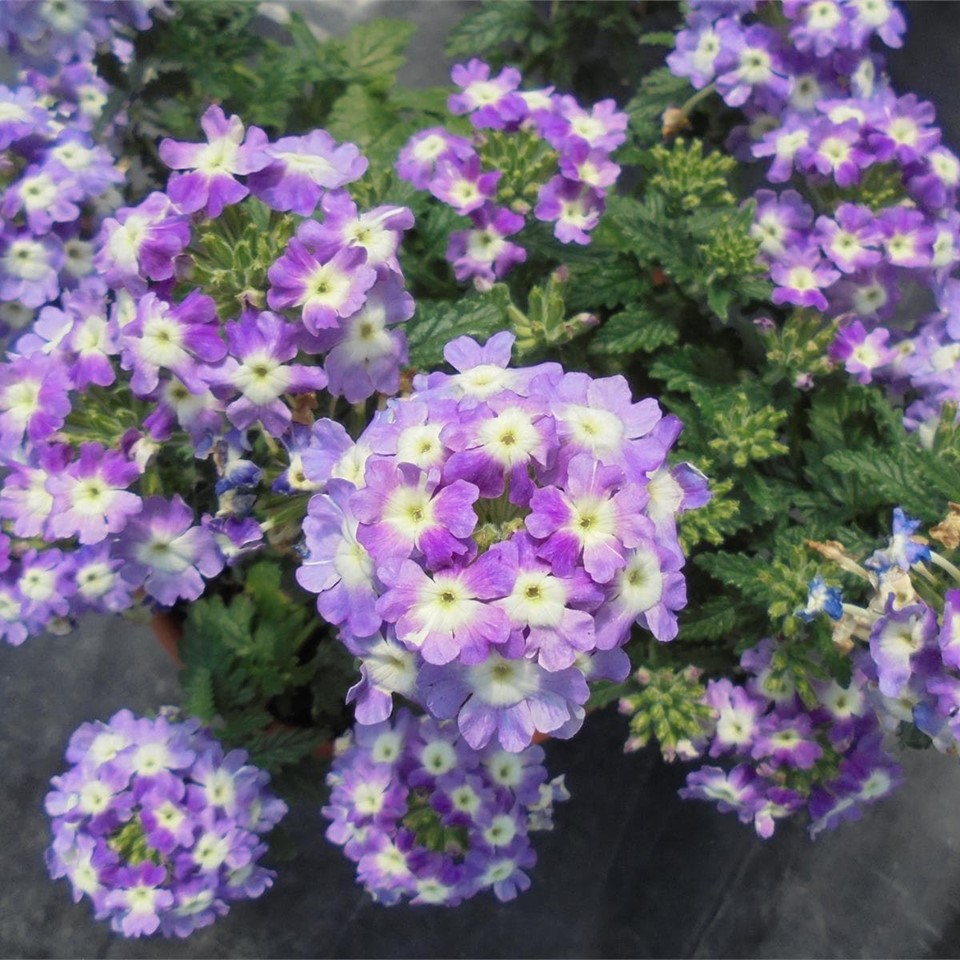 My Image 29