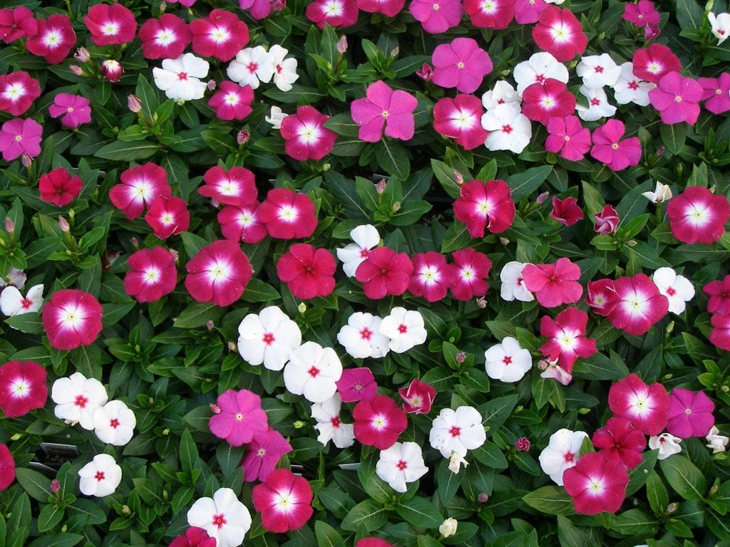 Foto 1 Vinca