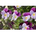 Foto 1 Viola colgante