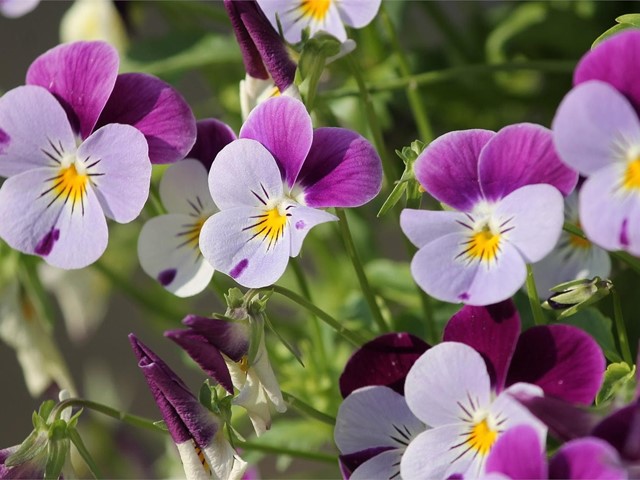 Viola colgante